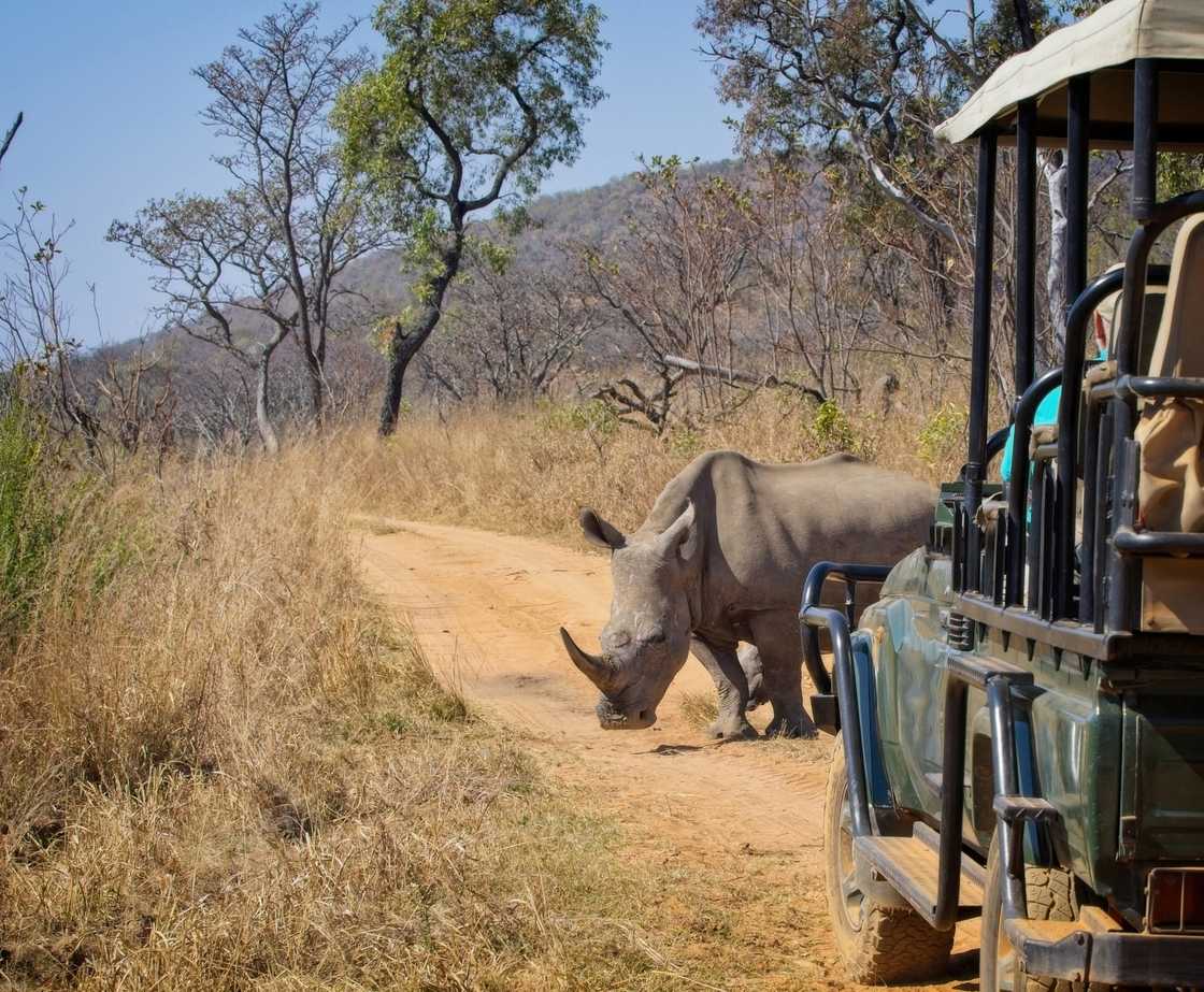 Tourists had an encounter with a rhino at a safari Tourists had an encounter with a rhino at a safari