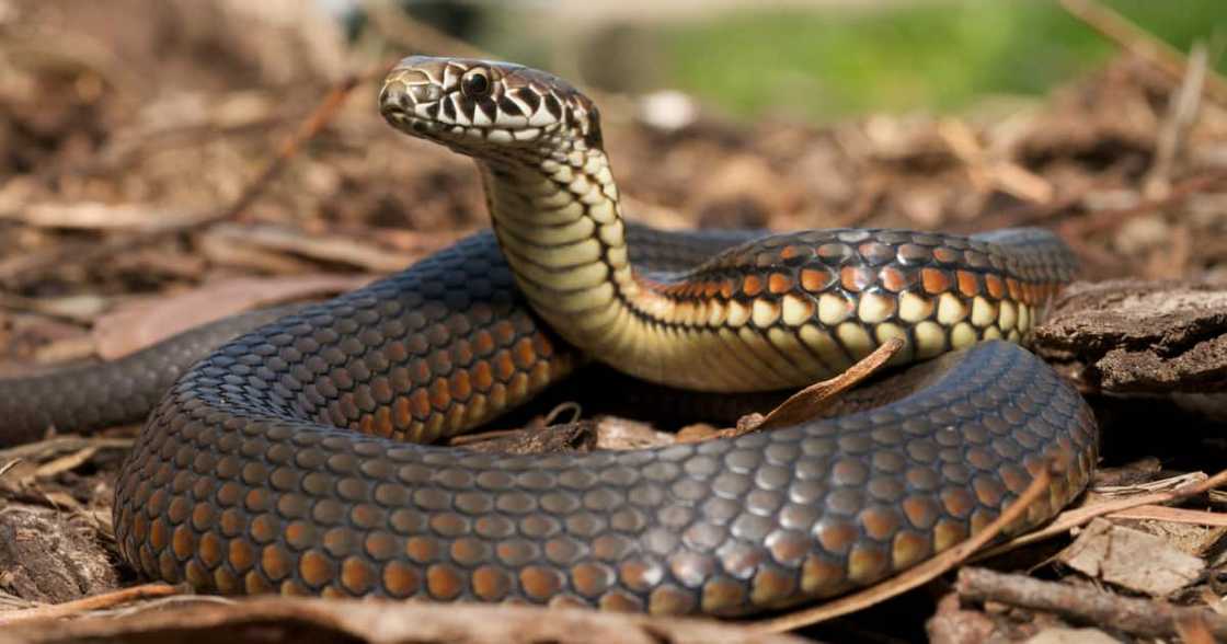 Yoh: Snake Bites Old Man’s Genitals While He’s Using the Toilet Yoh: Snake Bites Old Man’s Genitals While He’s Using the Toilet