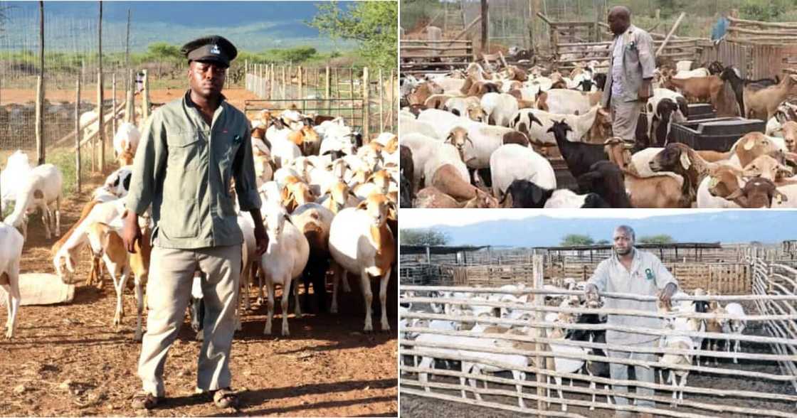 From owning only 3 goats to reaching boss levels in farming, meet Emmanuel Mudau From owning only 3 goats to reaching boss levels in farming, meet Emmanuel Mudau