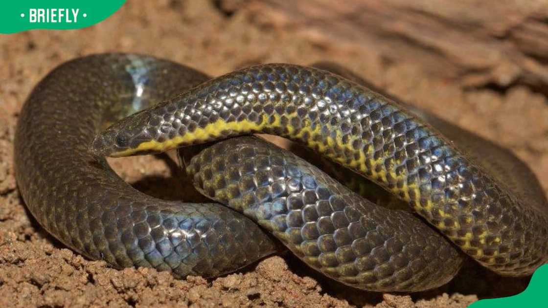 Uropeltis resting