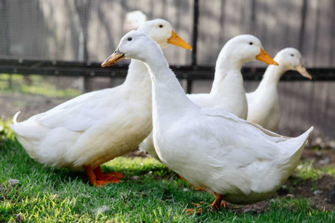 A group of domestic ducks