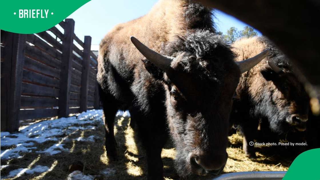 The image showed two bison bulls