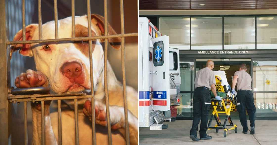A Durban man was rushed to hospital after being attacked by a pit bull A Durban man was rushed to hospital after being attacked by a pit bull