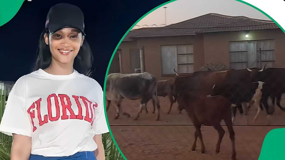 A TikTok video shows a woman being checked out by cows.