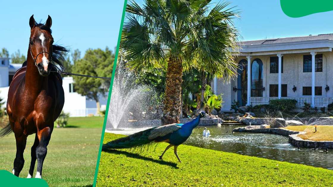 Wayne Newton owned Casa de Shenandoah estate Wayne Newton owned Casa de Shenandoah estate