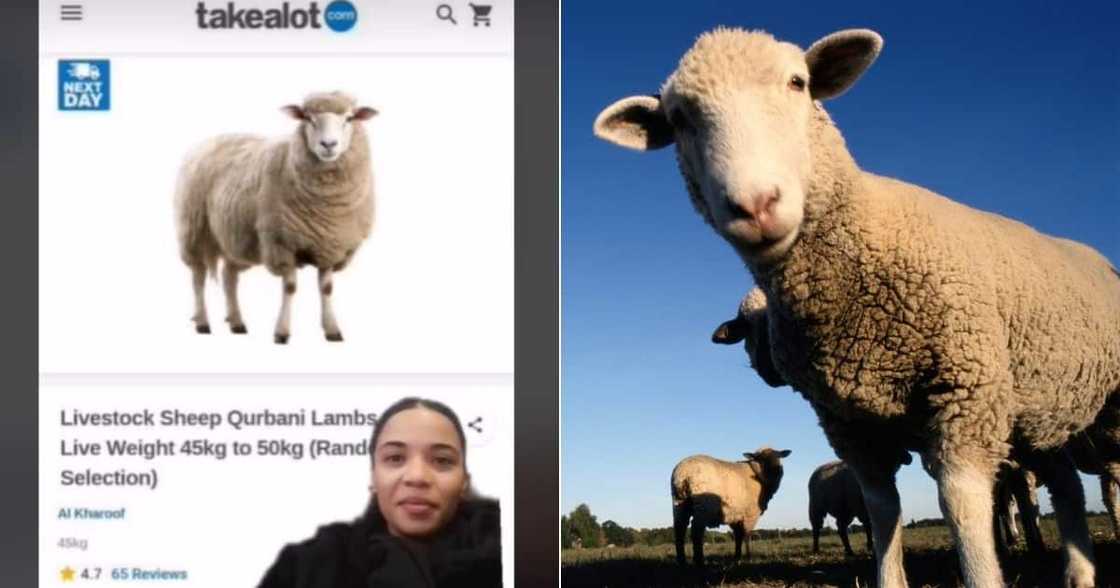 TikTok video of woman laughing at sheep on Takealot TikTok video of woman laughing at sheep on Takealot