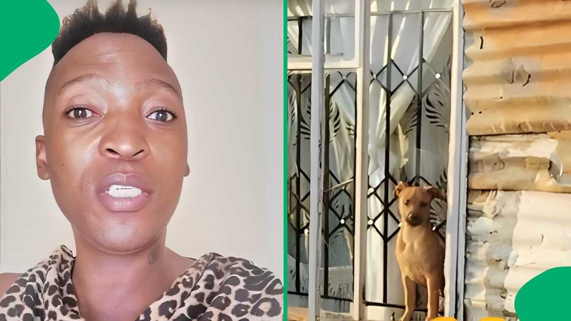 A TikTok user left social media users entertained after posting his dog on the app