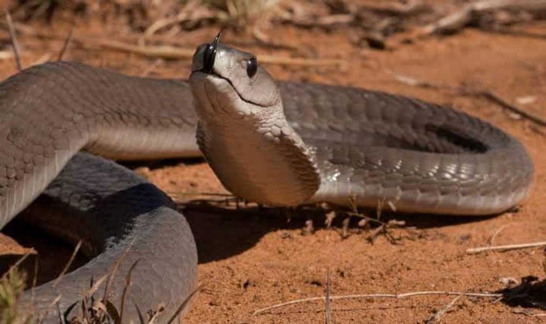 Snakes in South Africa