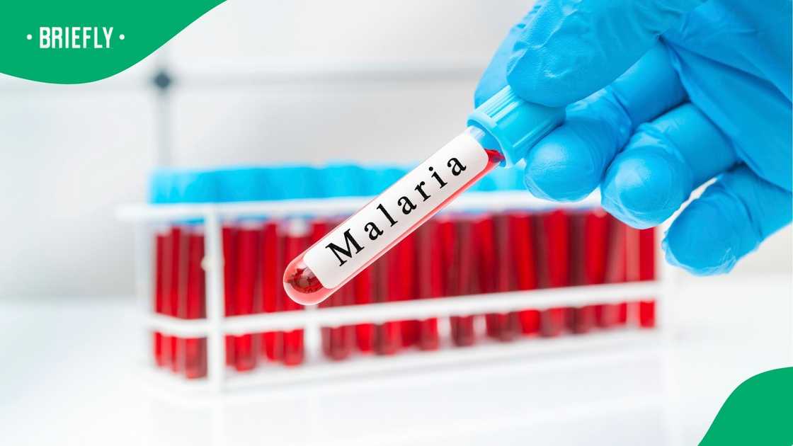 In 2025, Gauteng recorded 666 cases and seven deaths for the entire year. In 2025, Gauteng recorded 666 cases and seven deaths for the entire year.