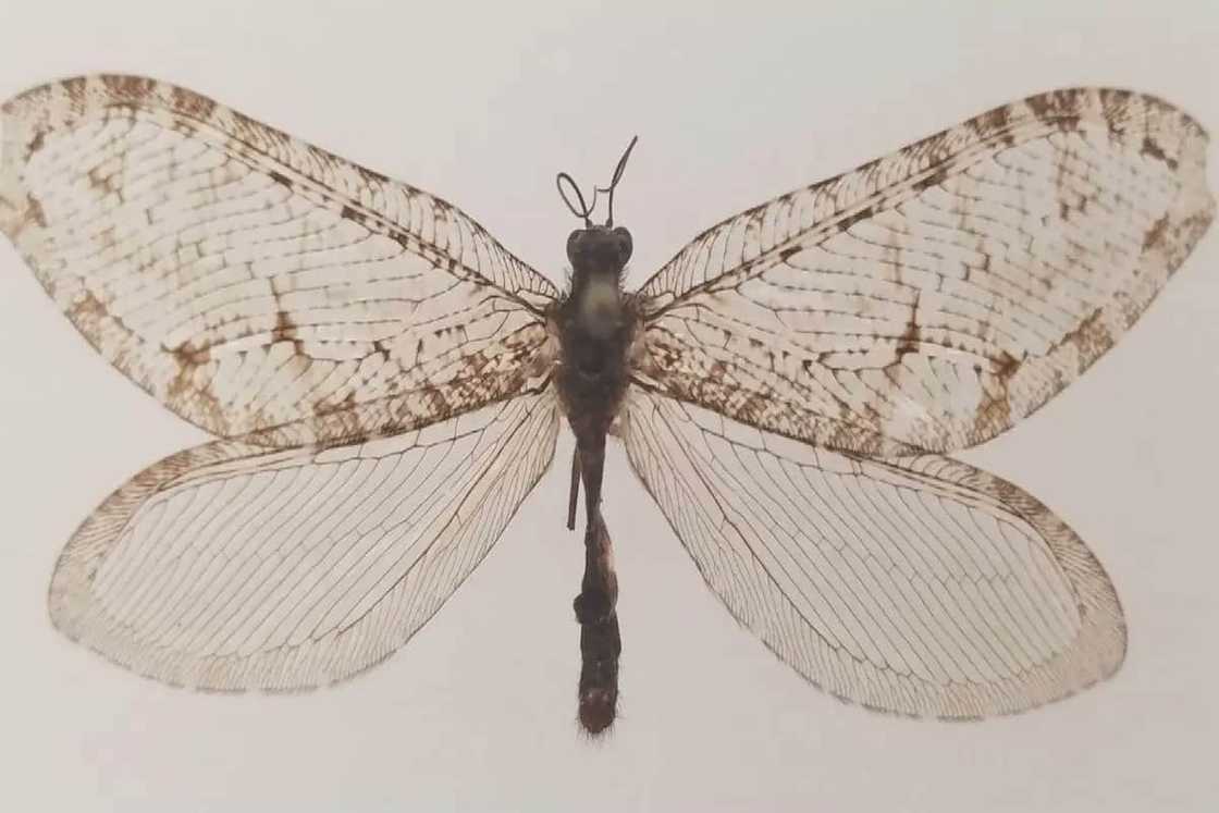 Rare bugs Rare bugs