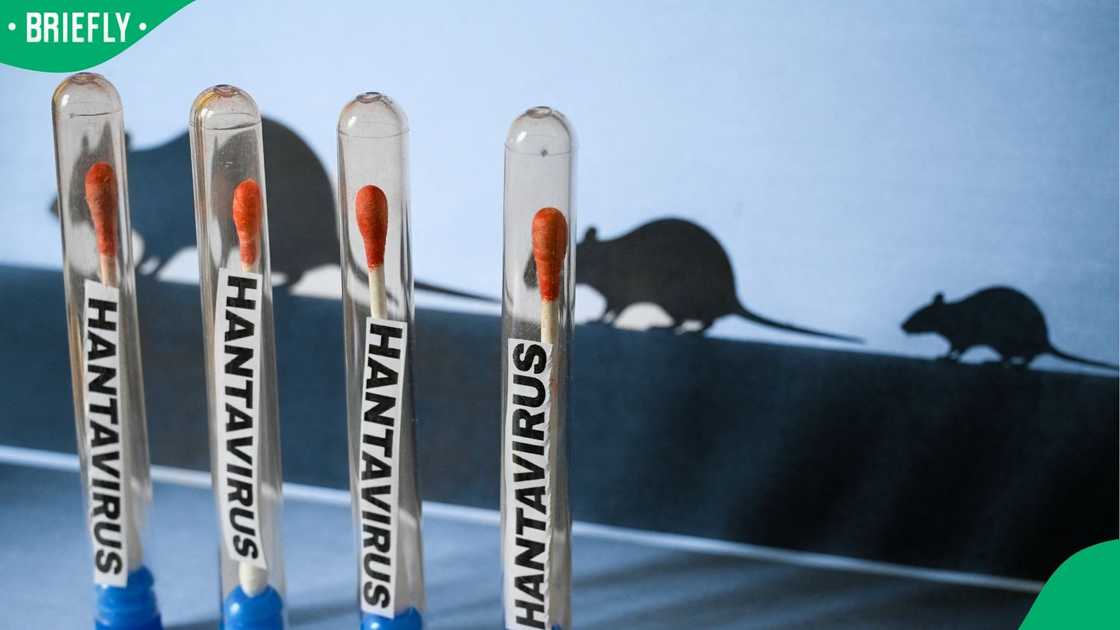 The Eastern Cape Health Department dismisses claims of a hantavirus outbreak