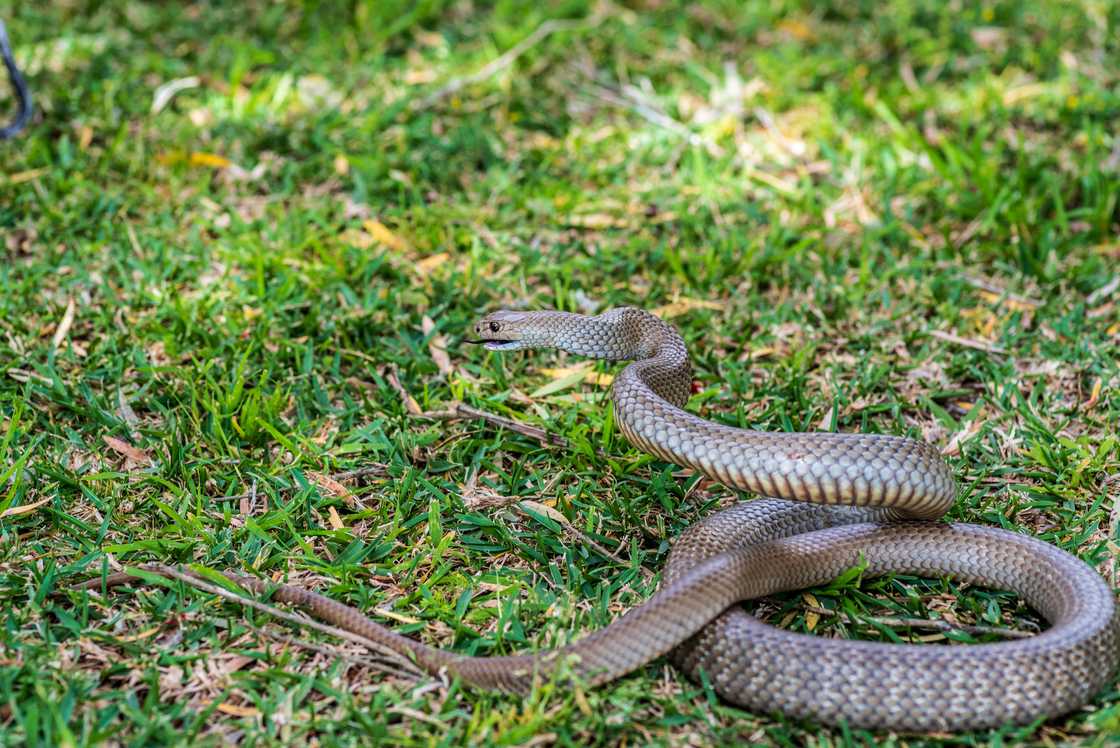 Woman caught an eastern brown snake Woman caught an eastern brown snake