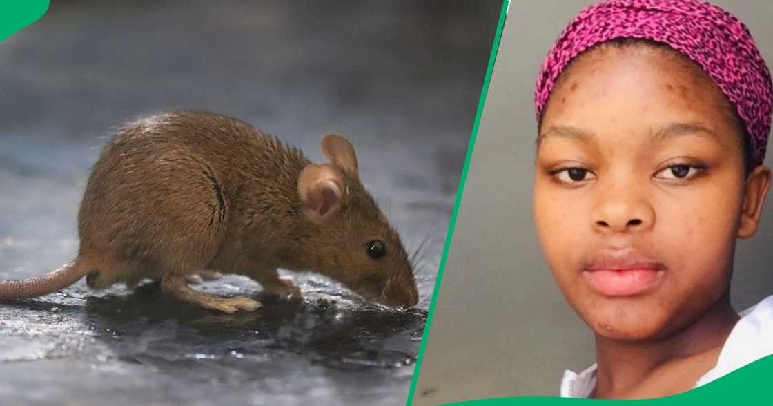 SA floored by rat doing splits SA floored by rat doing splits