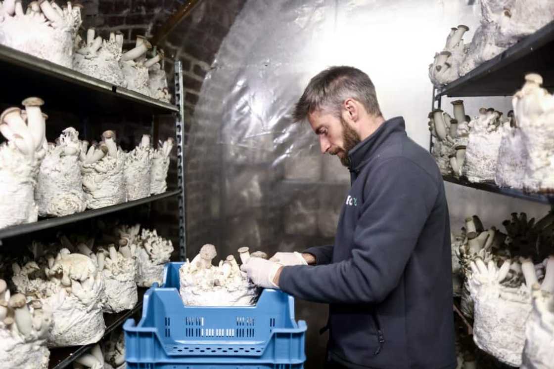 Beer brewing leftovers are being used to grow mushrooms in Belgium Beer brewing leftovers are being used to grow mushrooms in Belgium
