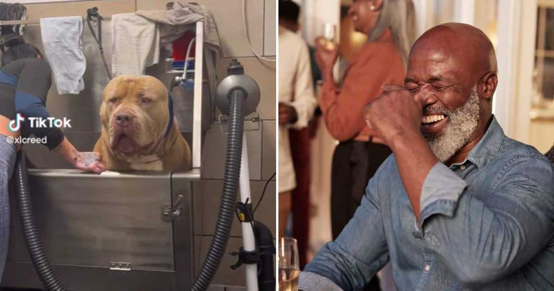 extremely big pit bull extremely big pit bull