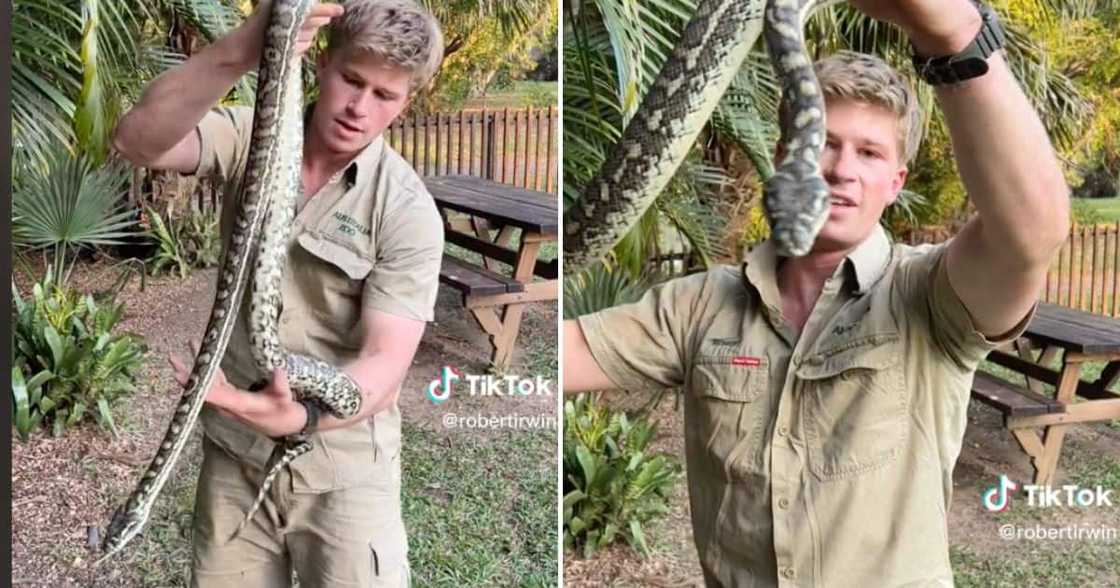 Australian snake catcher Robert Irwin rescues local from carpet python, netizens not surprised Australian snake catcher Robert Irwin rescues local from carpet python, netizens not surprised