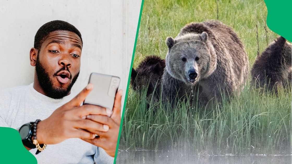 Fearless goes to town on bear with cubs to protect her dogs Fearless goes to town on bear with cubs to protect her dogs
