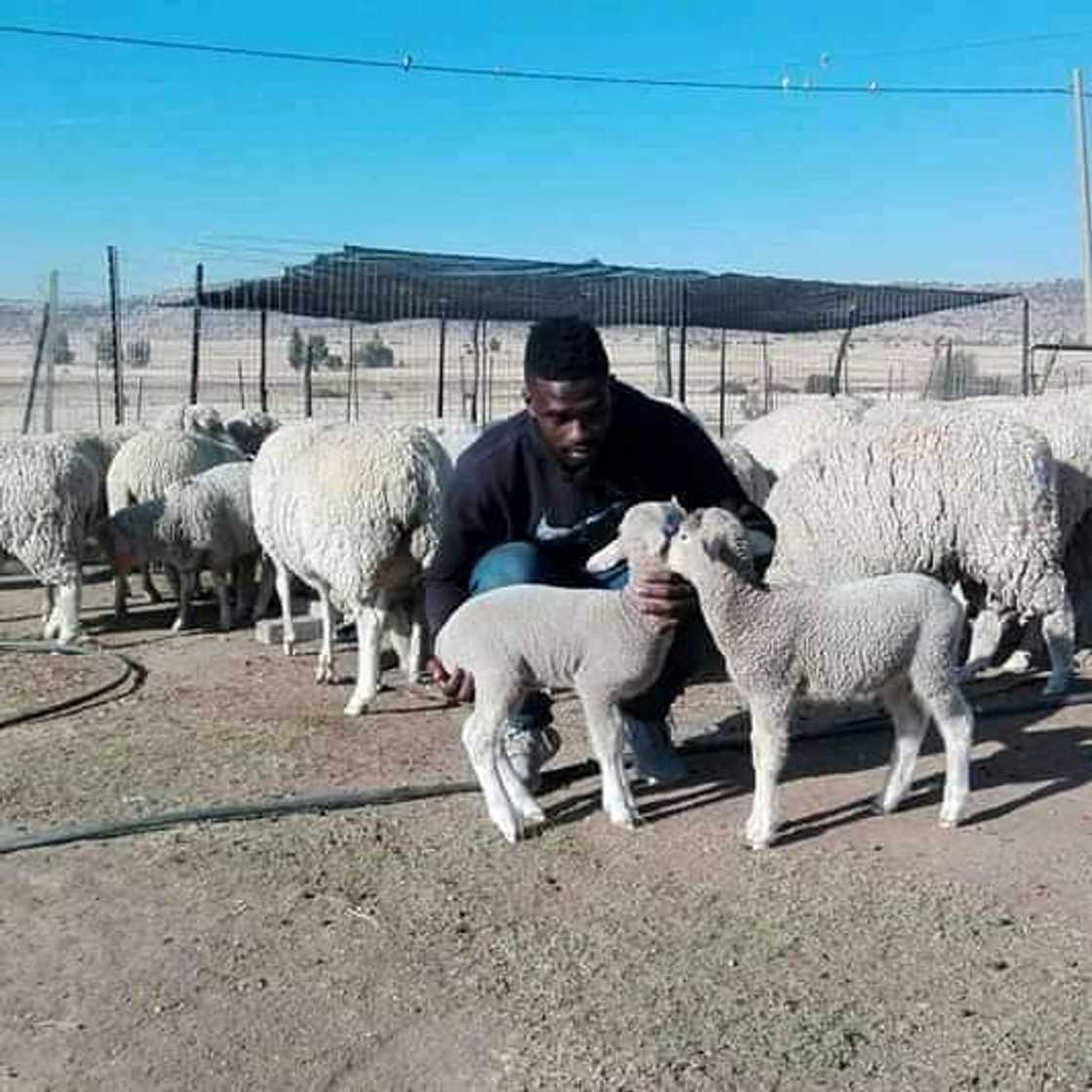 Former Kaizer Chiefs defender Kgotso Moleko spotted in his sheep and pig farm in the Free State