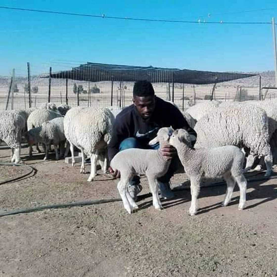 Former Kaizer Chiefs defender Kgotso Moleko spotted in his sheep and pig farm in the Free State Former Kaizer Chiefs defender Kgotso Moleko spotted in his sheep and pig farm in the Free State