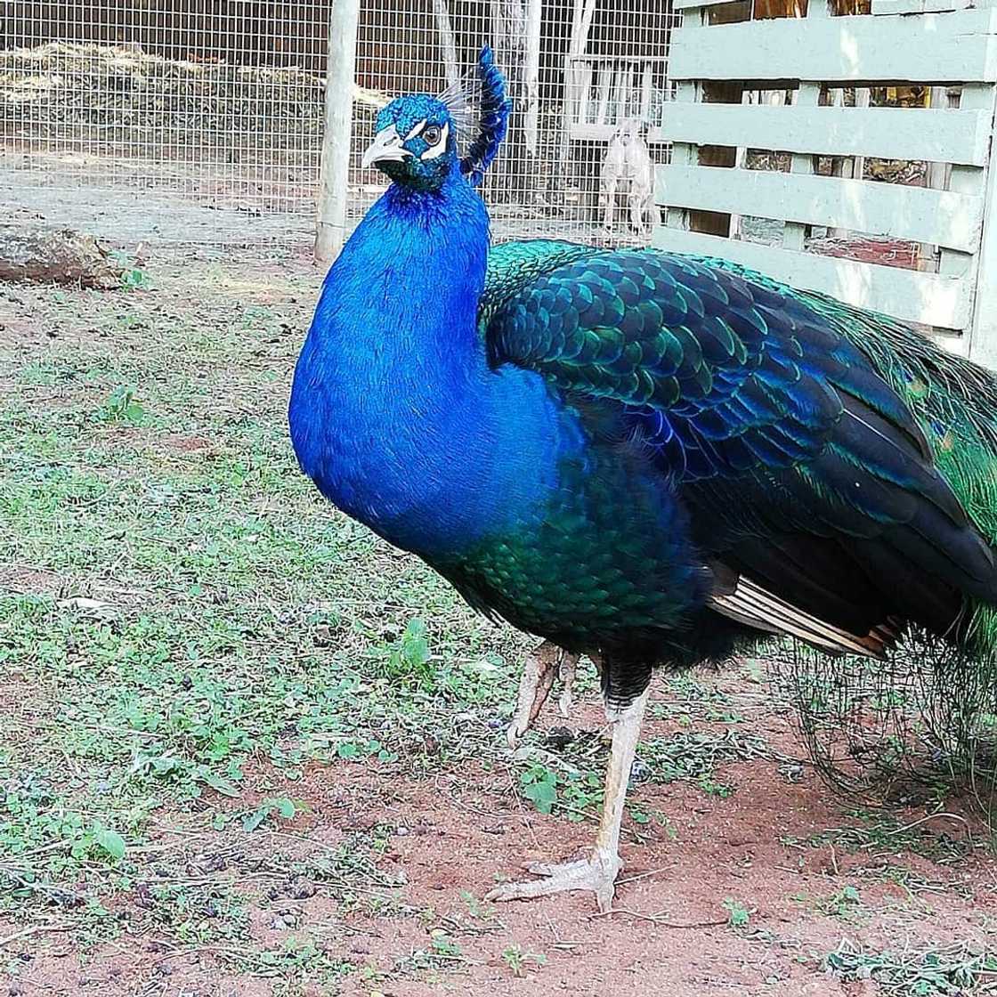 Peacock