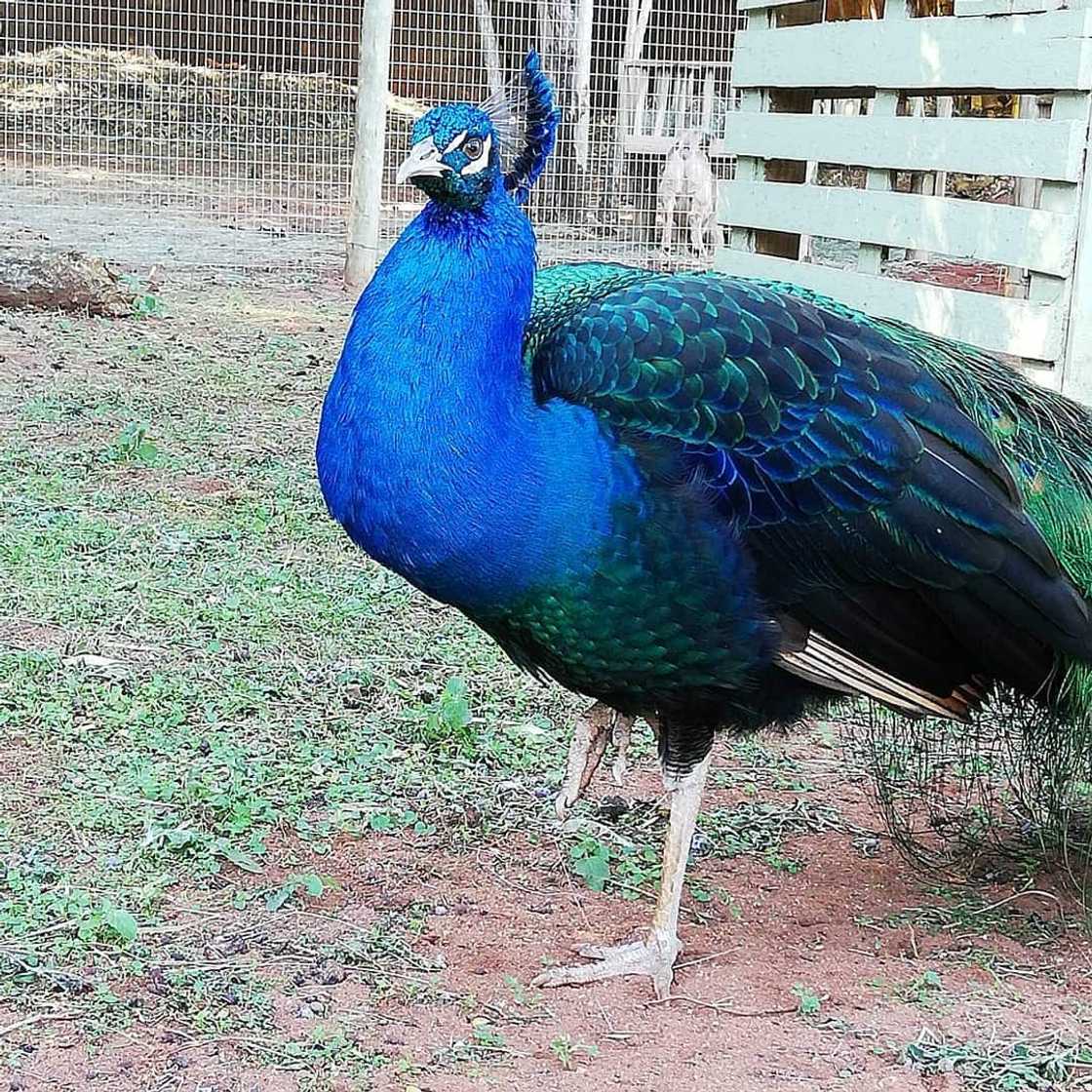 Peacock Peacock