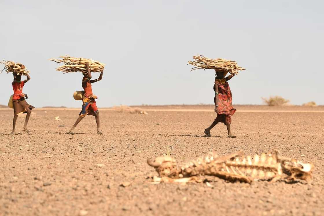 Kenyan women carrying firewood walk past a carcass of a cow in the drought-hit Loiyangalani region in July Kenyan women carrying firewood walk past a carcass of a cow in the drought-hit Loiyangalani region in July