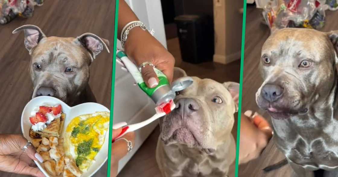 Pit bull, TikTok video, dog, pamper