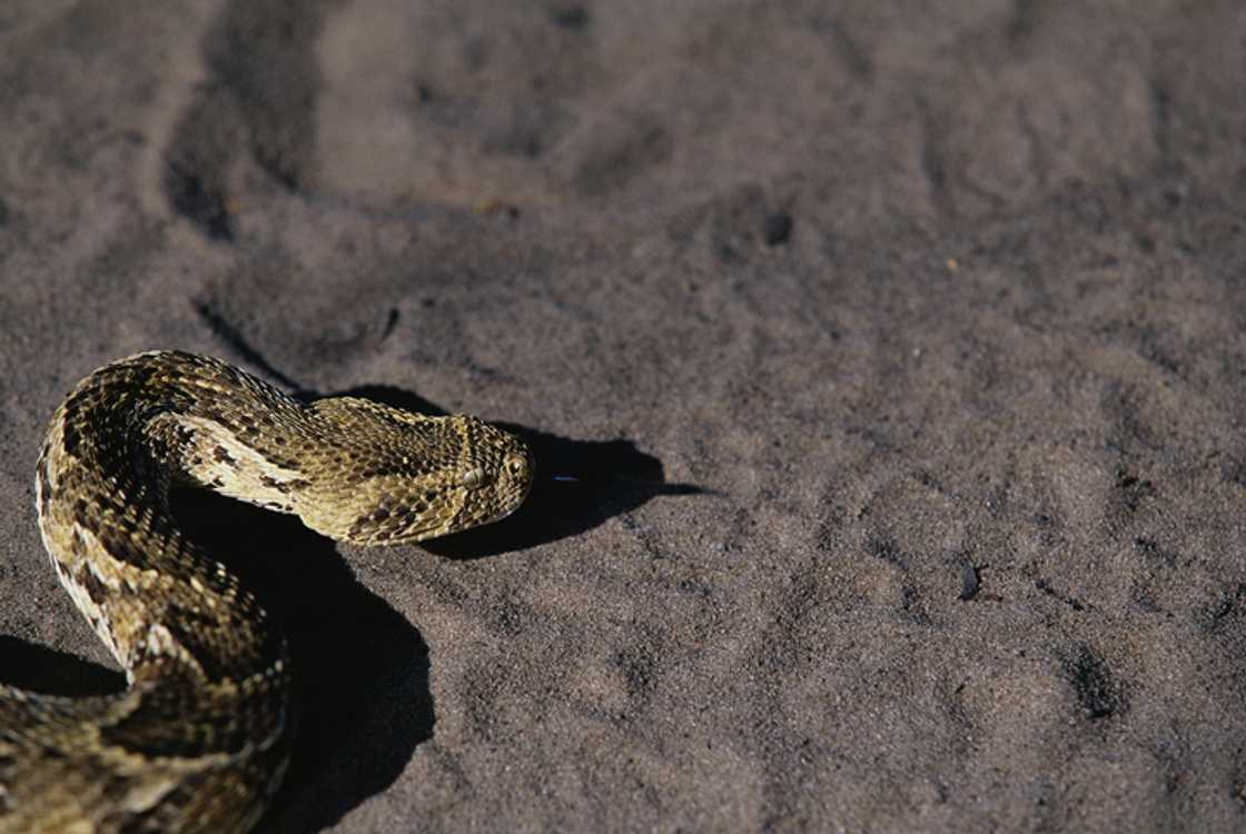 KwaZulu-Natal was bitten by a puff adder and his mom shared photos of his hand.