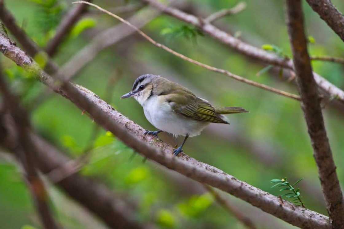 Red eyed vireo standing on a tree Red eyed vireo standing on a tree