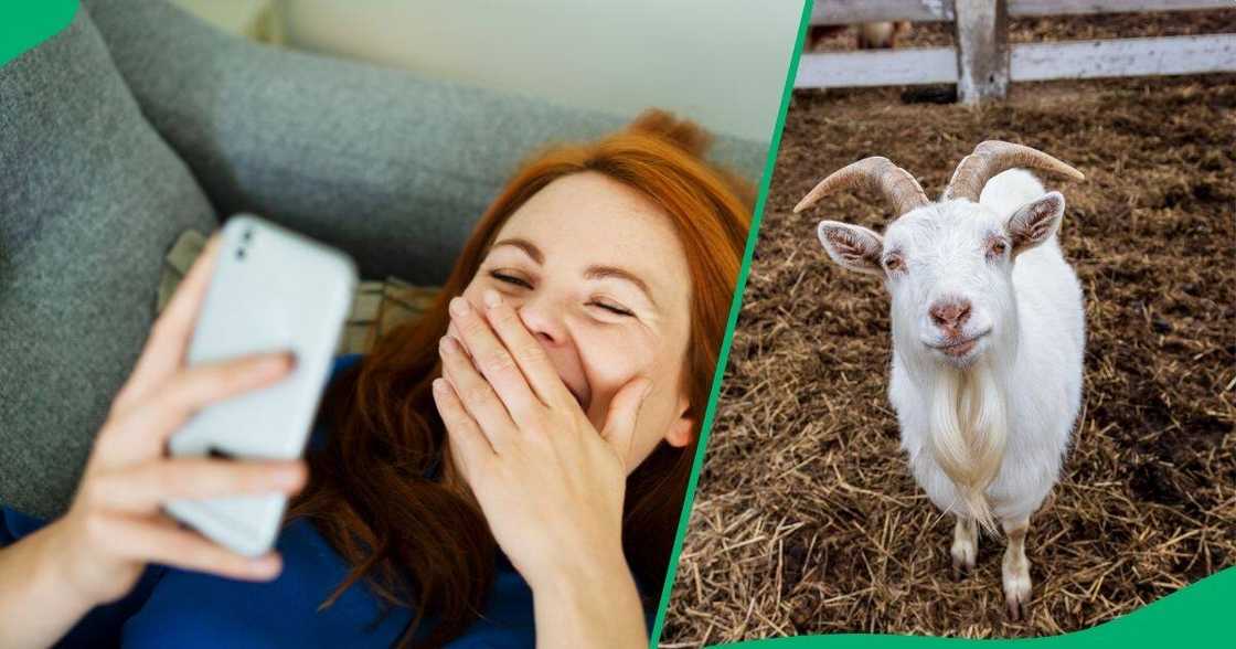 A goat angrily wanted to get into a house via a sliding door and broke it as a result. A goat angrily wanted to get into a house via a sliding door and broke it as a result.