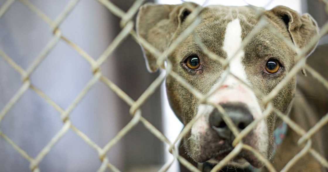 Pit bull Pit bull