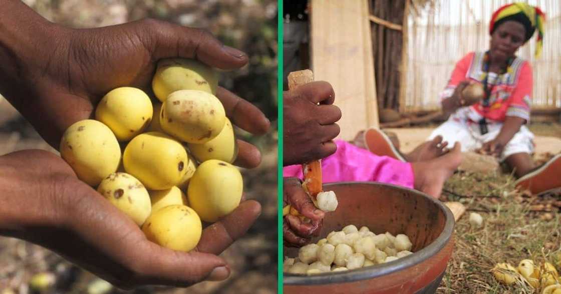 4 year old chokes on marula fruit