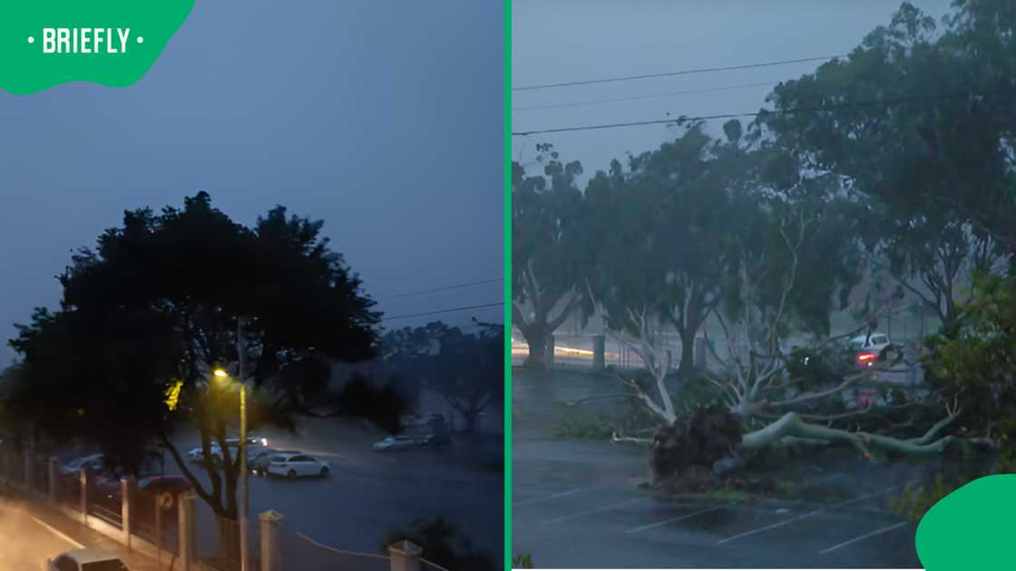 Wynberg parking lot scene after severe storm shows fallen tree