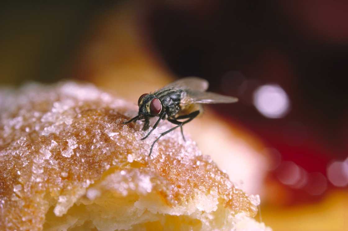 A fly feasting on food.