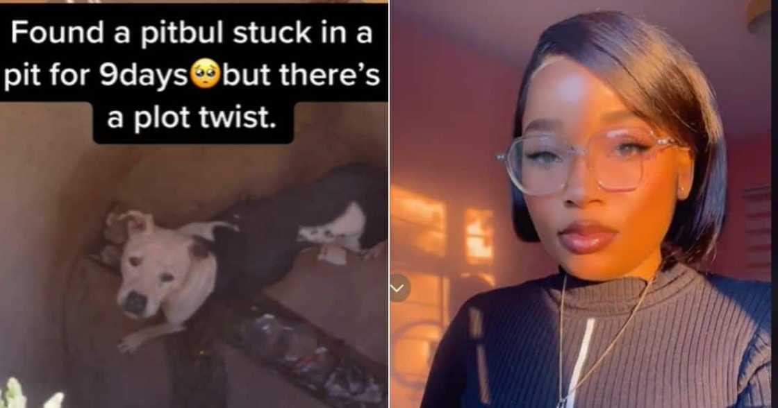 TikTok video of mom finding pit bull in a pit after nine days TikTok video of mom finding pit bull in a pit after nine days