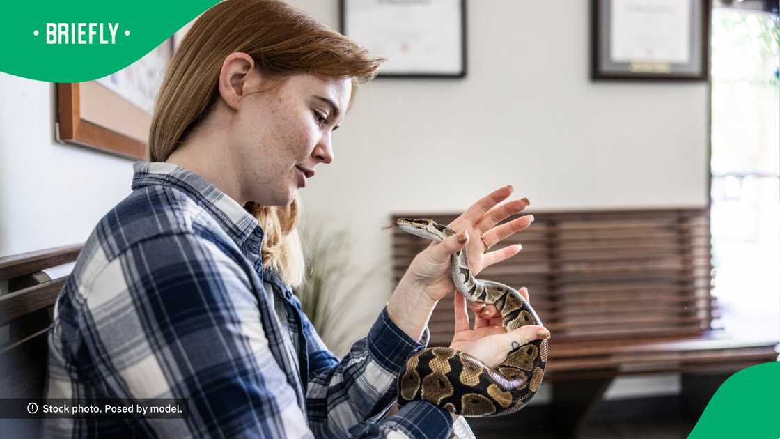 The lady was able to handle the snake with ease. The lady was able to handle the snake with ease.