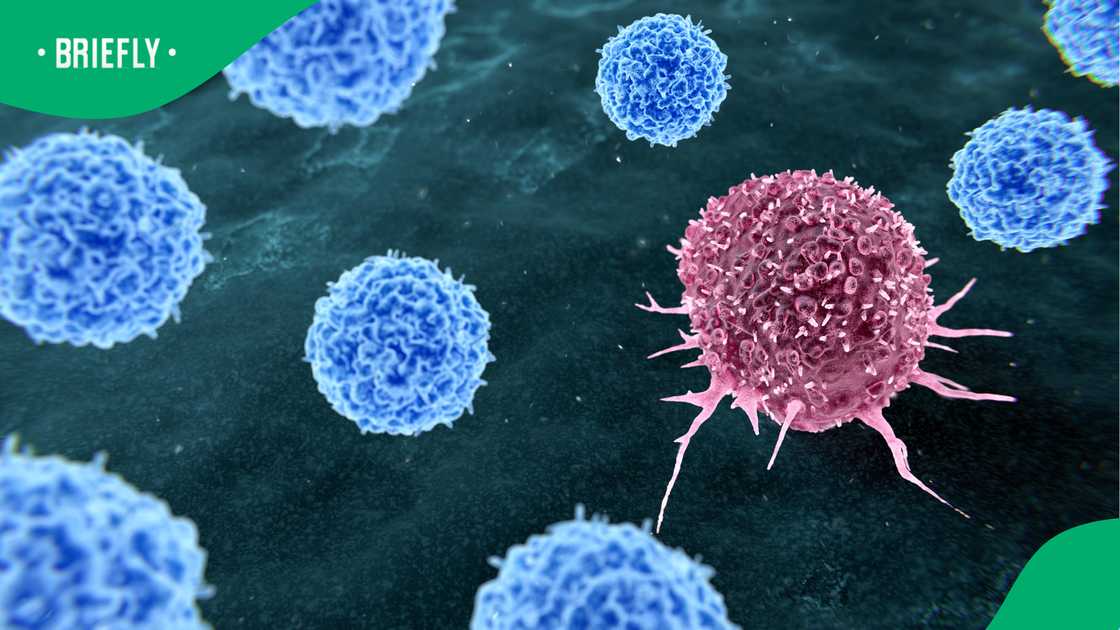 UCT scientists make cancer breakthrough by uncovering how tumours hide from immune system