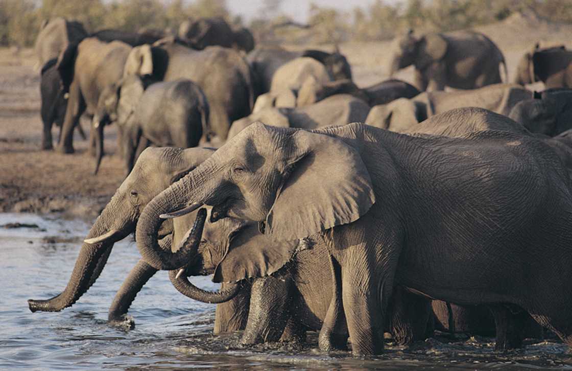 African Elephant herd drinking at a waterhole, Hwanbe National Park, Zimbabwe.