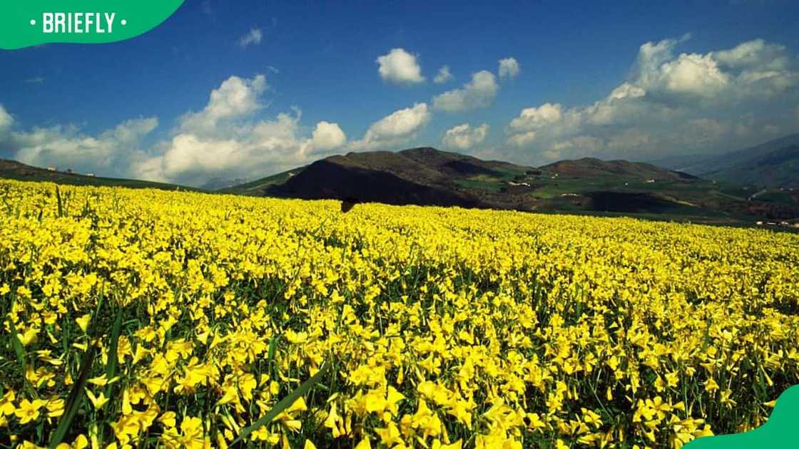 flower types flower types