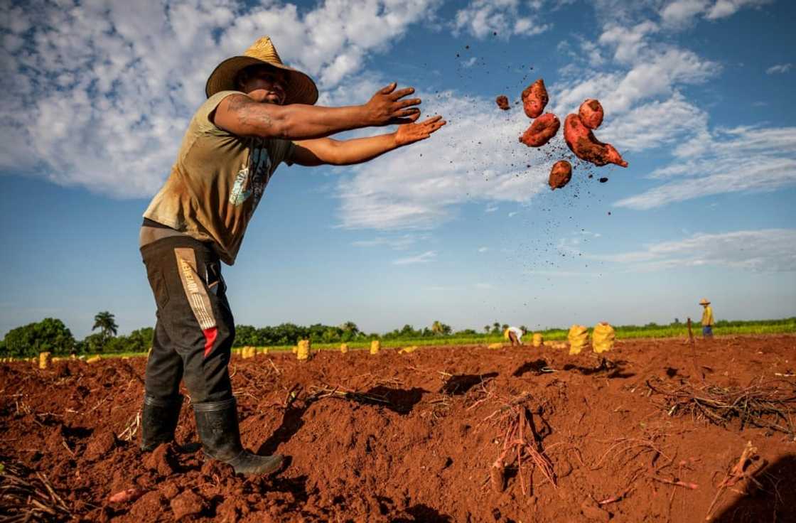 The World Food Program (WFP) says the threat of food insecurity is real The World Food Program (WFP) says the threat of food insecurity is real