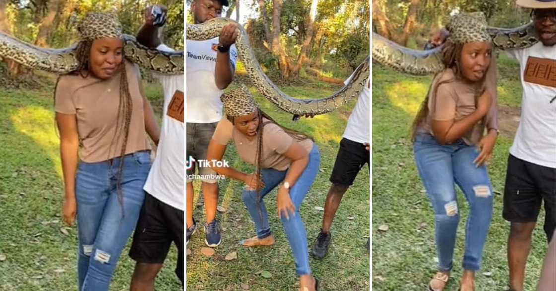 TikTok user @chaambwa tried to take a picture with a python, but her body just wouldn’t let her TikTok user @chaambwa tried to take a picture with a python, but her body just wouldn’t let her