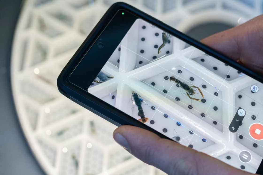 Juvenile lobsters are kept in a segmented tray, to prevent them from eating each other Juvenile lobsters are kept in a segmented tray, to prevent them from eating each other