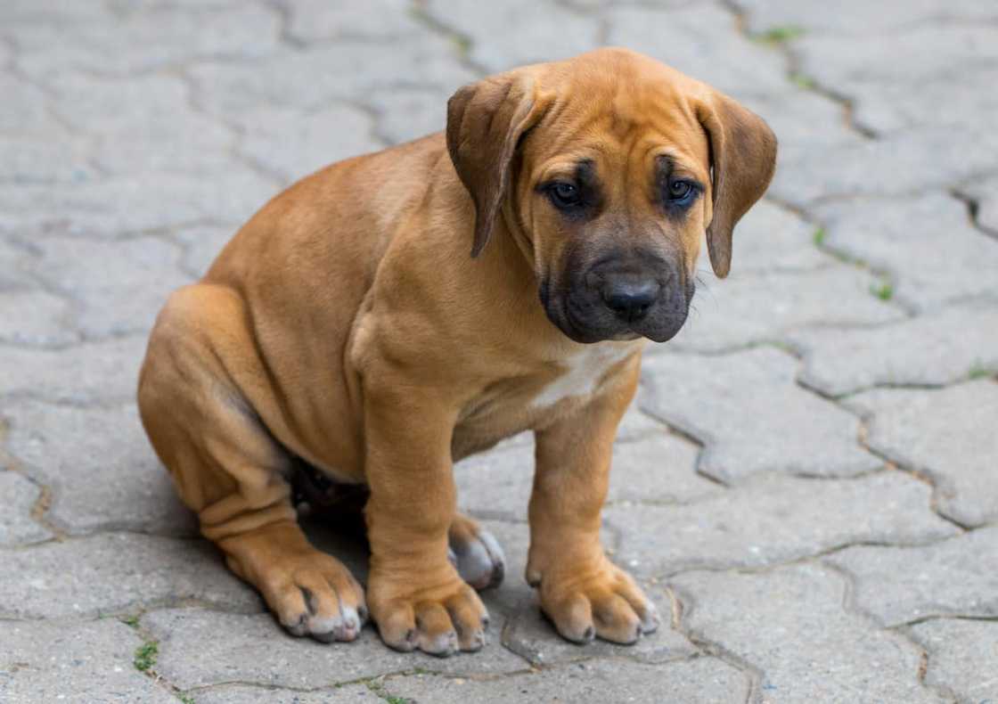 Are Boerboel bigger than Rottweiler?