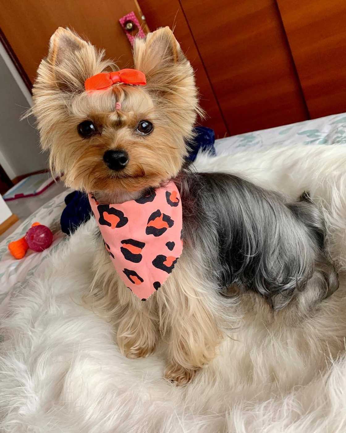 small dogs small dogs