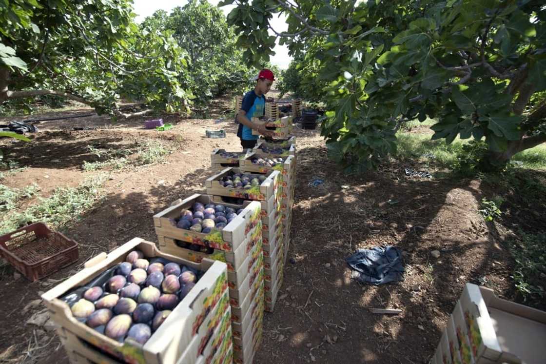 High in the hills of northwestern Tunisia, farmers are growing thousands of fig trees with a unique system of terracing they hope will protect them from ever-harsher droughts