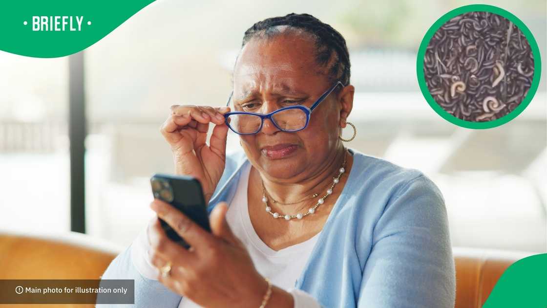 Community members showed a bucket filled with the crawling creatures to demonstrate the severity of the infestation