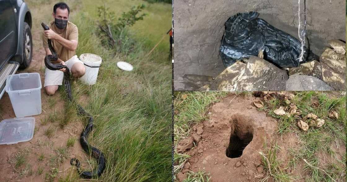 Snake catcher Nick Evans has rescued a massive python and explains why people should not eat them. Image: Facebook Snake catcher Nick Evans has rescued a massive python and explains why people should not eat them. Image: Facebook