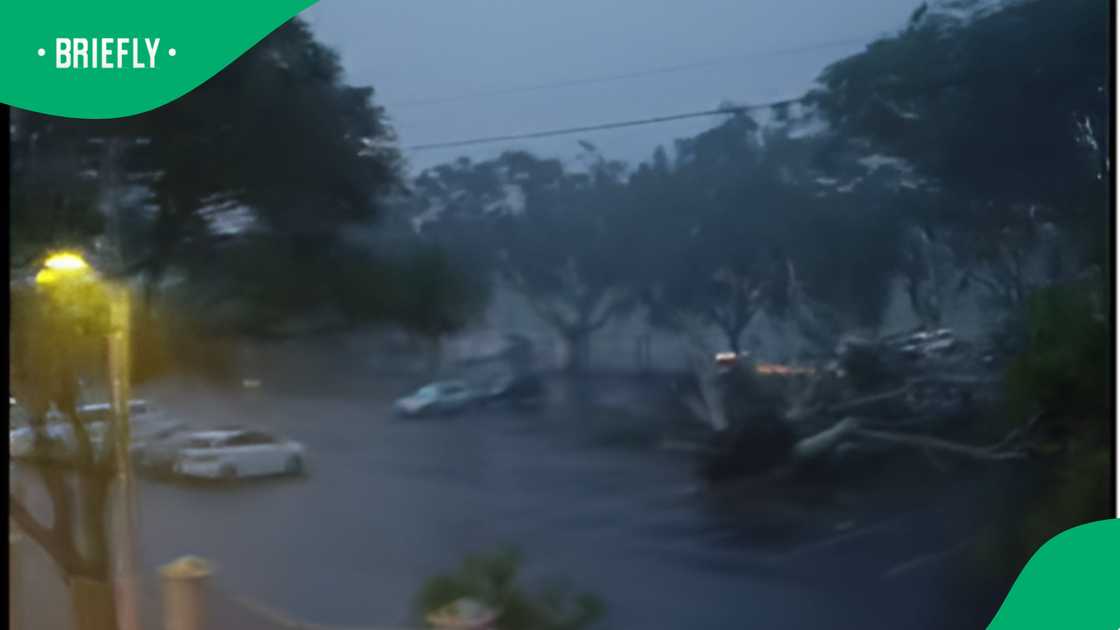Trees fall over in Wynberg storm