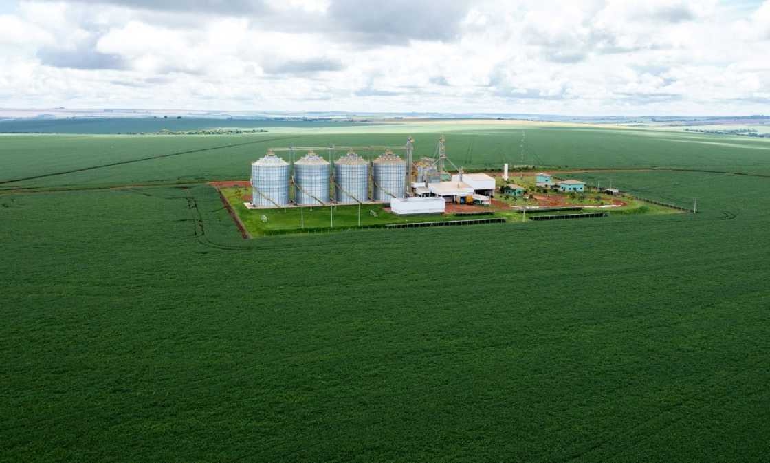 Aerial view of a soybean plantation in the municipality of Montividiu, Goias State, Brazil, taken on January 22, 2024 Aerial view of a soybean plantation in the municipality of Montividiu, Goias State, Brazil, taken on January 22, 2024