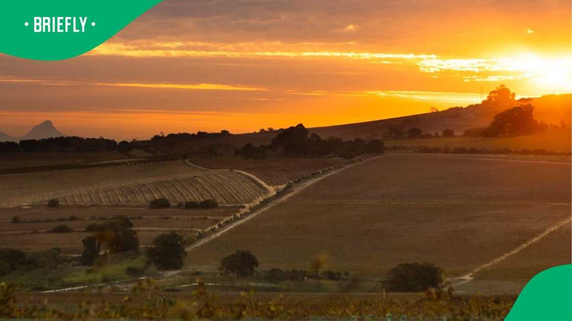 The photo showcased Skilpadvlei Wine Farm at dusk, where neatly lined vineyards stretched toward the horizon